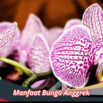 Manfaat Bunga Anggrek