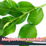 Manfaat Daun Jeruk Nipis