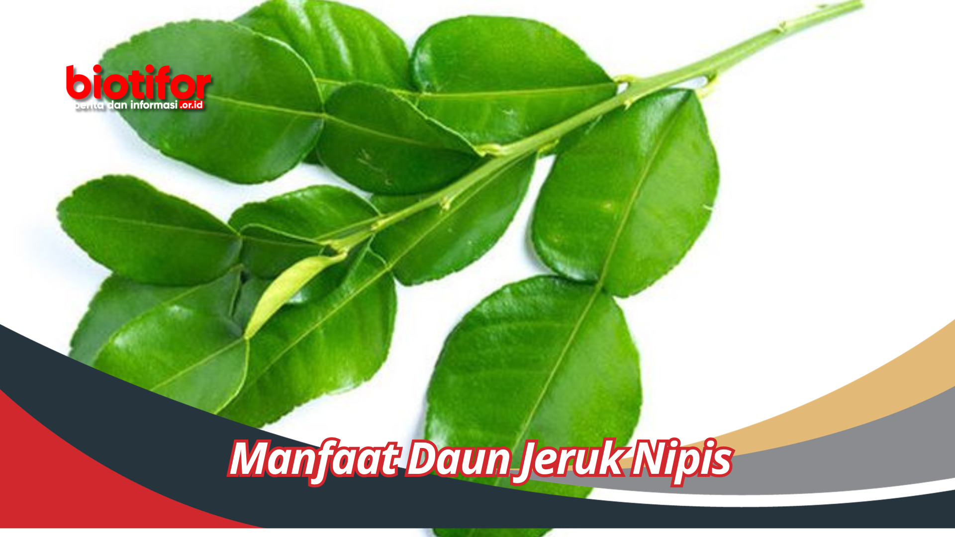 Manfaat Daun Jeruk Nipis Yang Perlu Diketahui