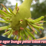 Anda bisa nikmati pohon petai yang berkembang secara baik dihias bunga yang cantik cara agar bunga petai tidak rontok