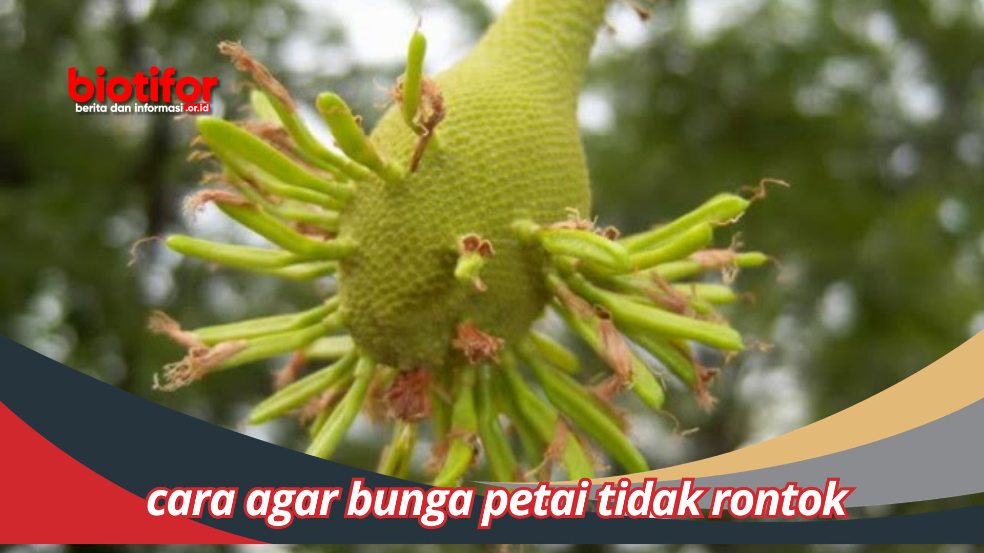 Cara Agar Bunga Petai Tidak Rontok Dan Menghasilkan Buah Lebat