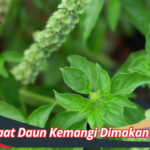 Manfaat Daun Kemangi Dimakan Mentah