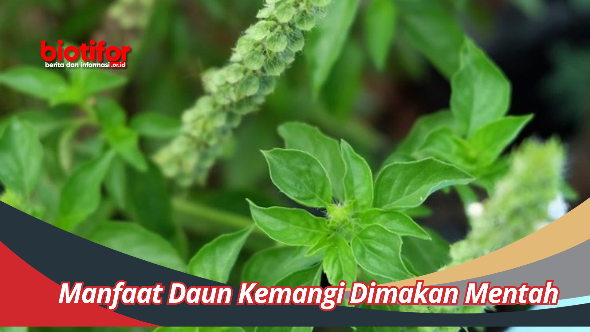 Manfaat Daun Kemangi Dimakan Mentah Untuk Kesehatan