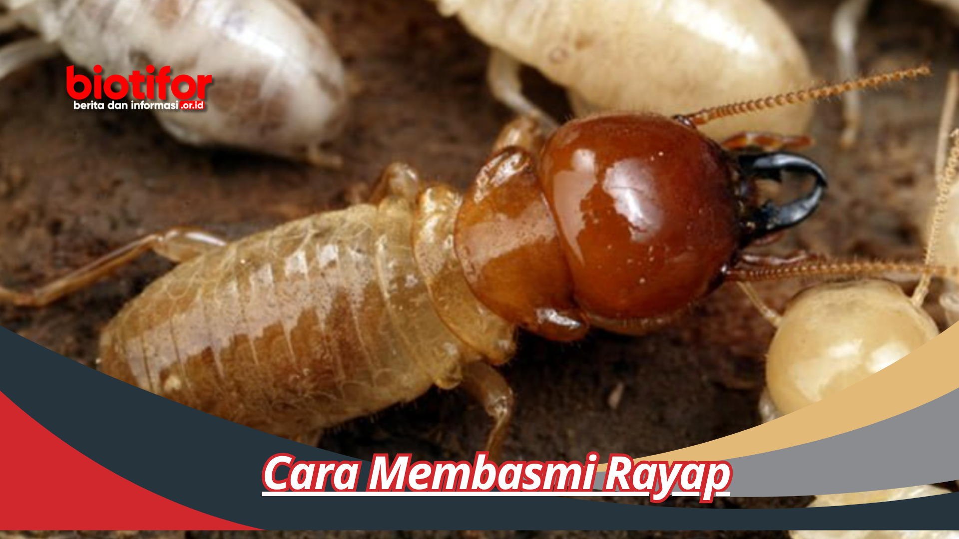 Cara Membasmi Rayap: Memastikan Keamanan Rumah Anda