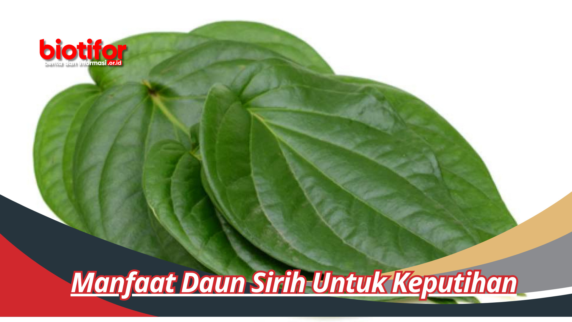 Manfaat Daun Sirih Untuk Keputihan Penyembuhan Alami
