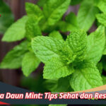 Bahaya Daun Mint