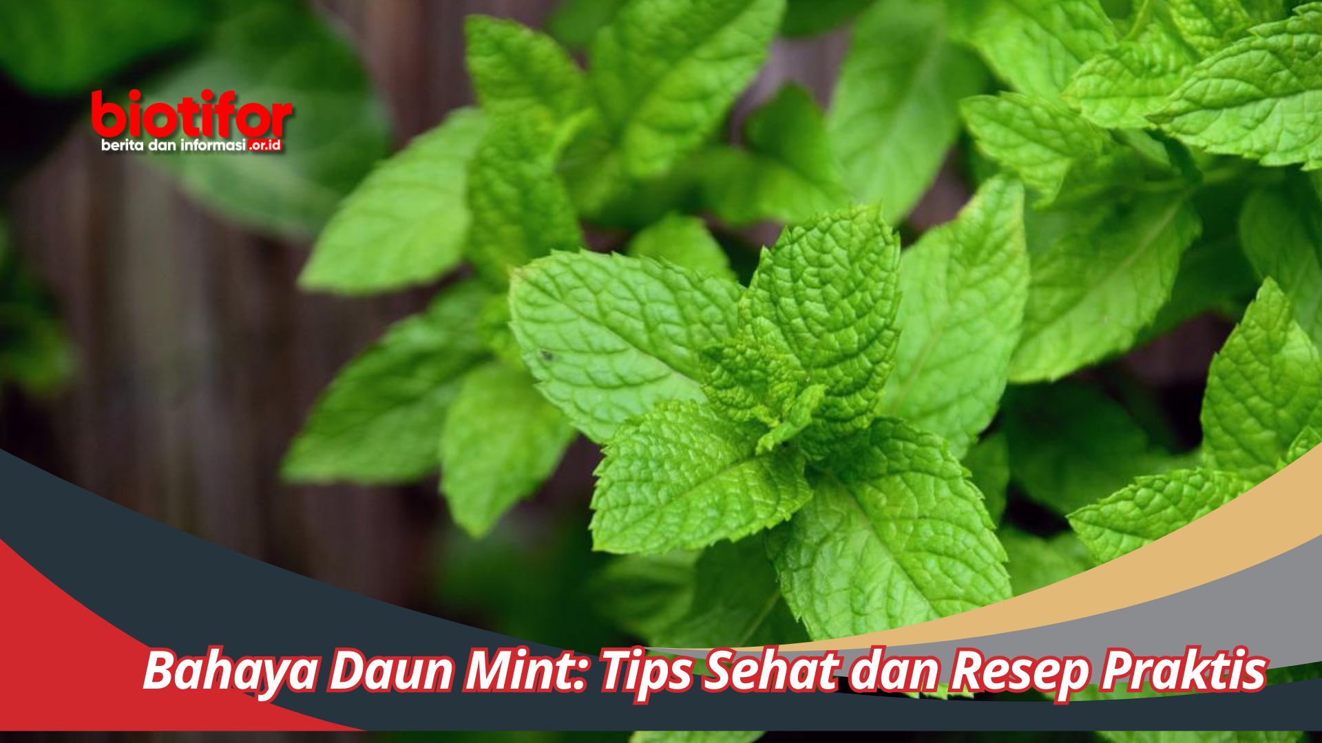 Bahaya Daun Mint: Tips Sehat dan Resep Praktis