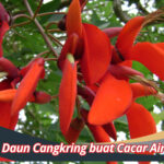 Daun Cangkring buat Cacar Air