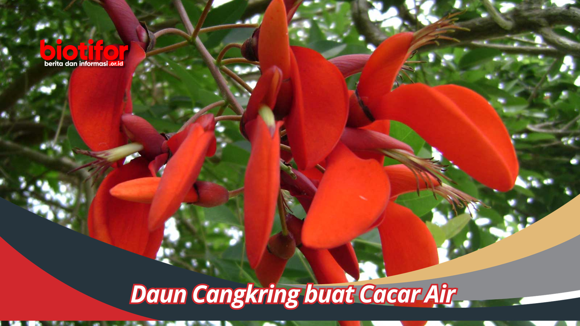 Daun Cangkring buat Cacar Air Alternatif Alami