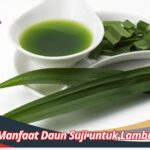 Manfaat Daun Suji untuk Lambung