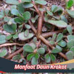 Manfaat Daun Krokot