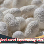 Manfaat serat kepompong ulat sutra