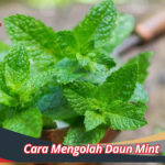 Cara Mengolah Daun Mint