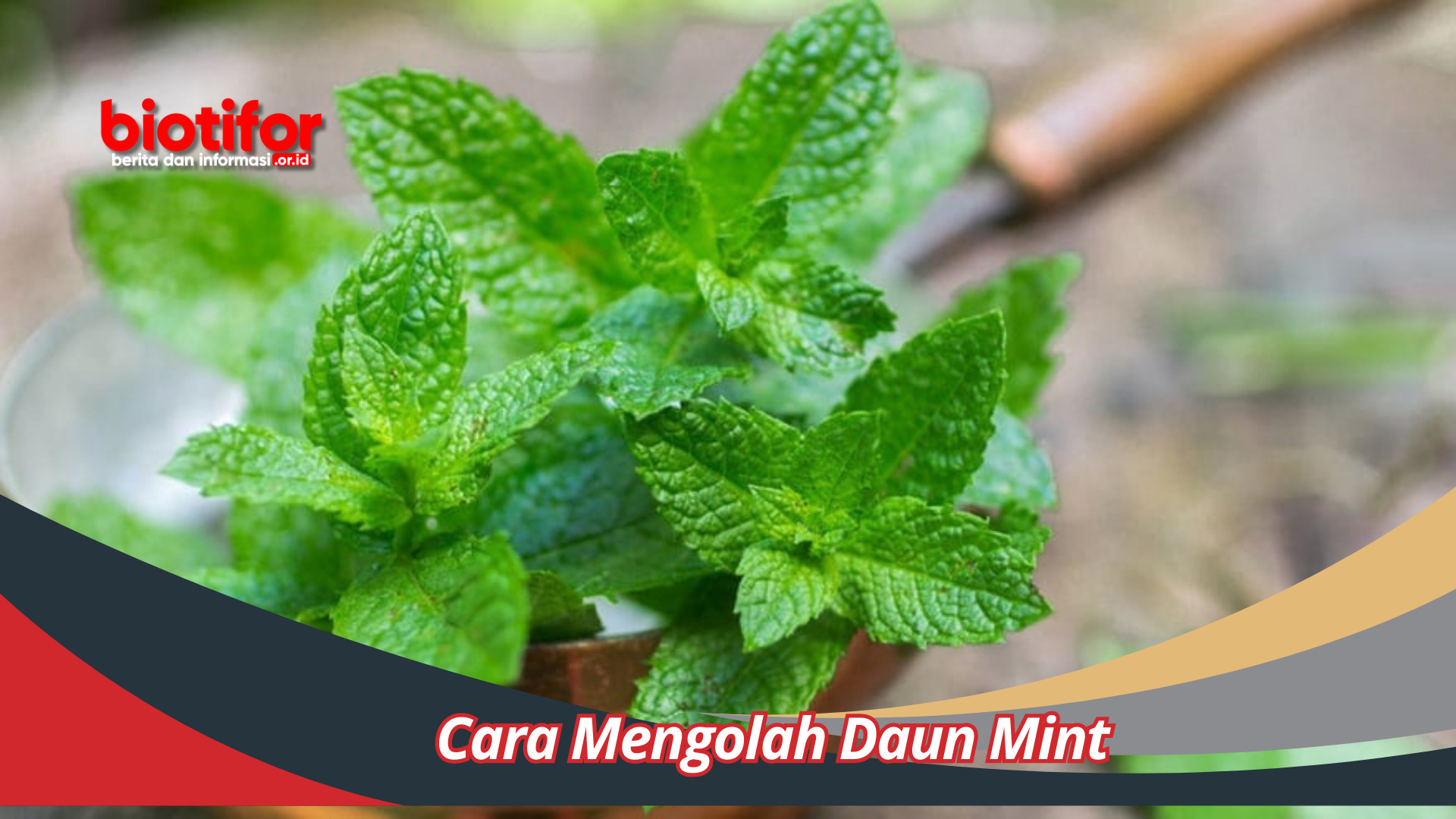 Cara Mengolah Daun Mint: Rahasia Kenikmatan yang Tidak Terbantahkan