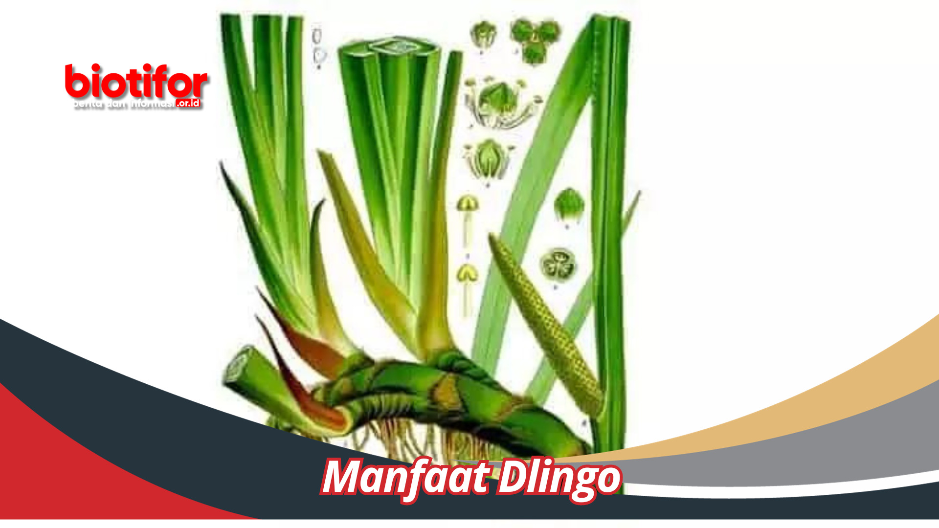 Manfaat Dlingo Khasiat Alami Tersembunyi