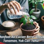 Manfaat Air Cucian Beras Untuk Tanaman, Yuk Cari Tahu!