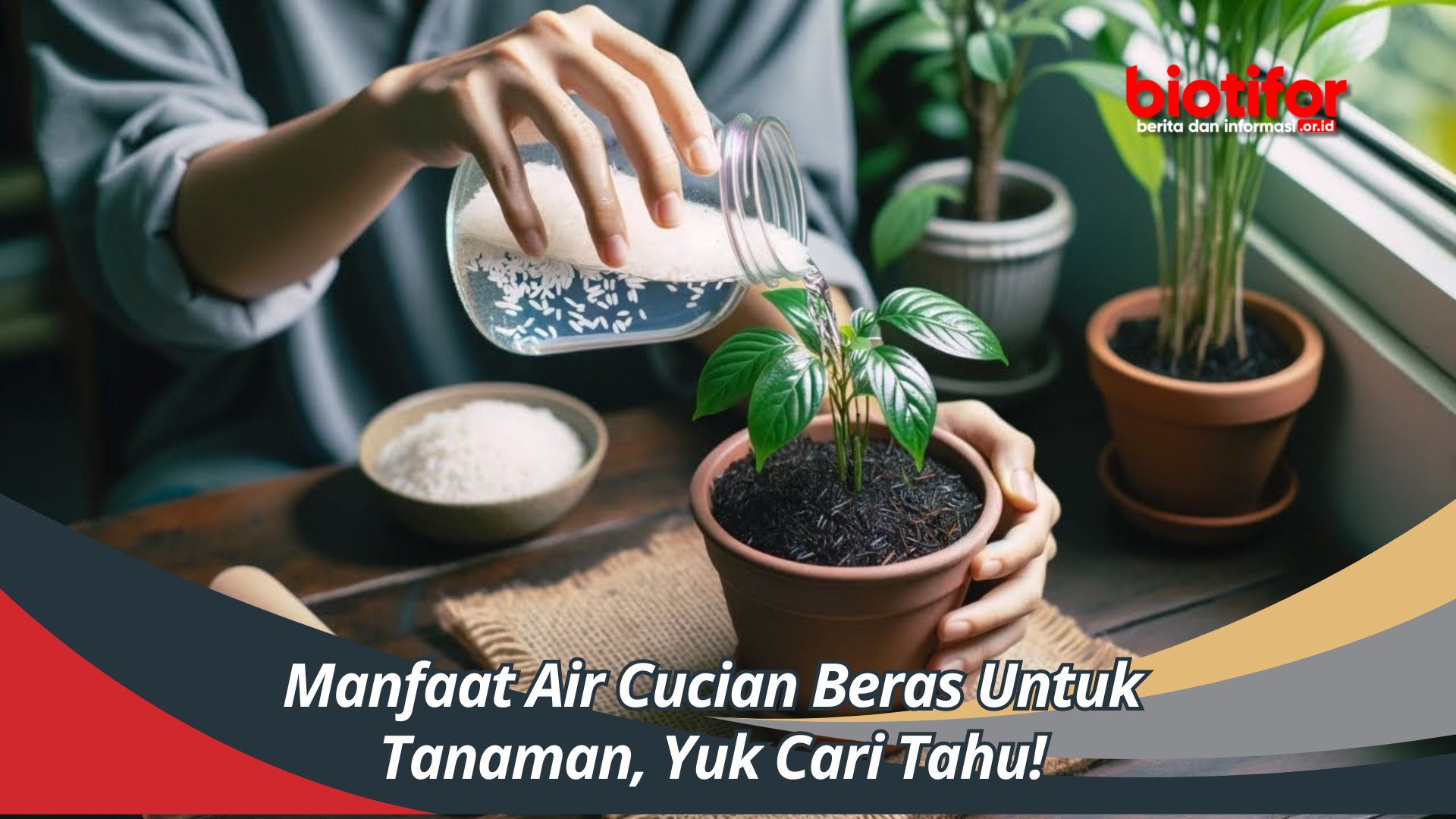 Manfaat Air Cucian Beras Untuk Tanaman, Yuk Cari Tahu!