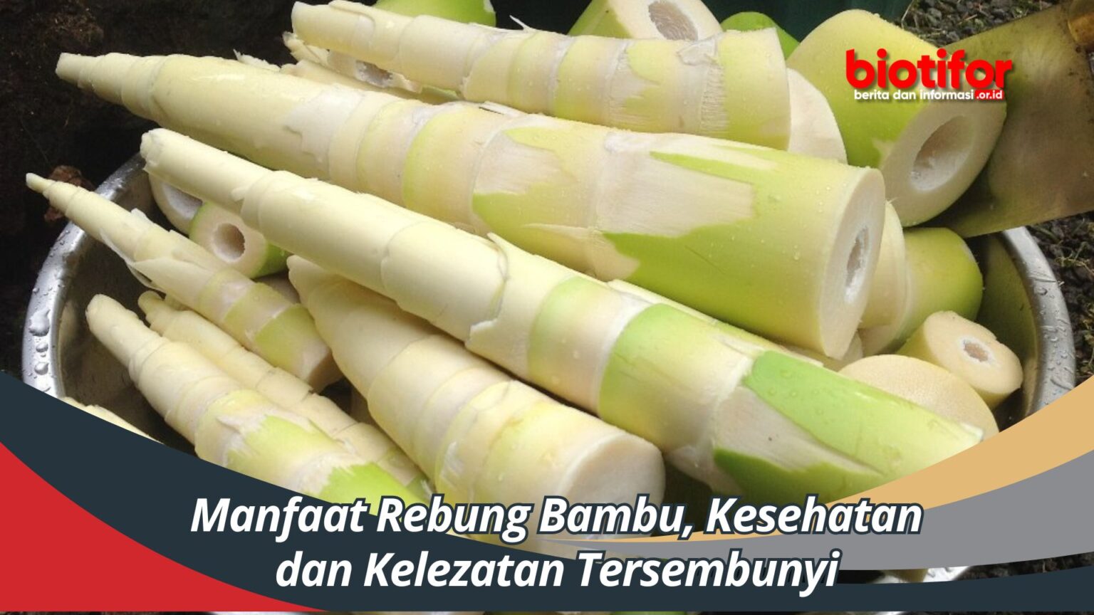 Rebung: Kelezatan Tersembunyi Dari Hutan Bambu, Dari Panen Hingga Sajian Istimewa